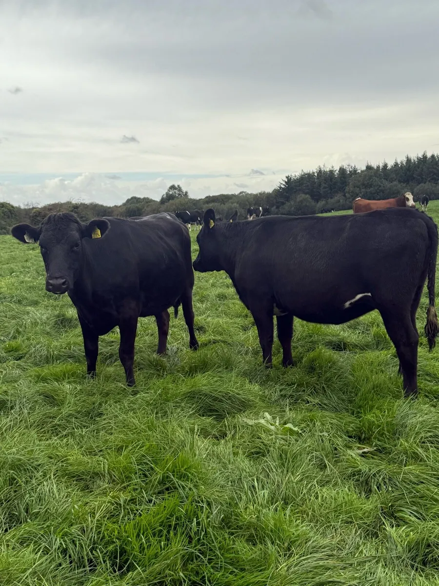29 Top Quality In Calf Heifers - Image 3