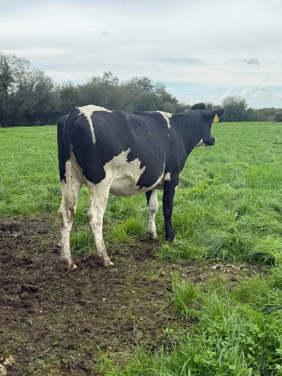 29 Top Quality In Calf Heifers - Image 4