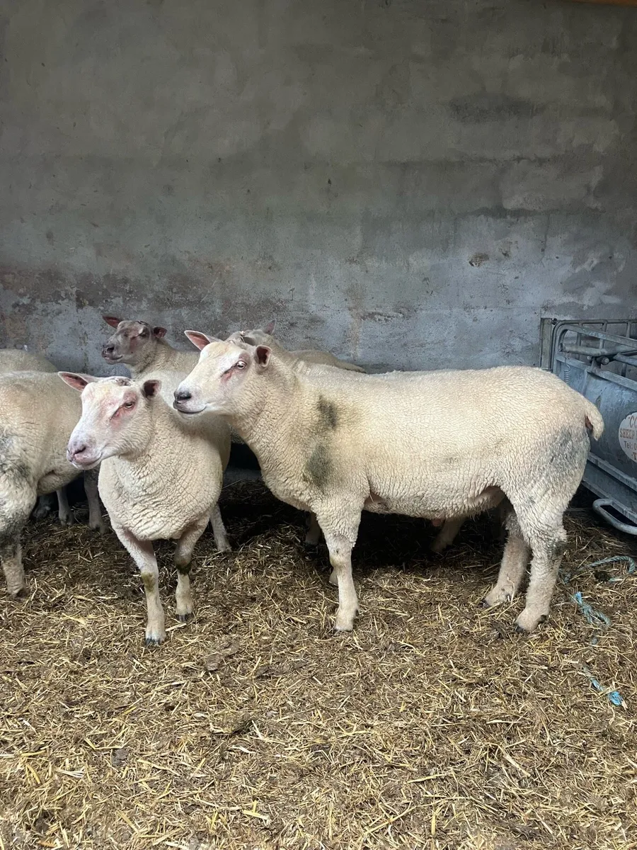 Charollais rams - Image 1