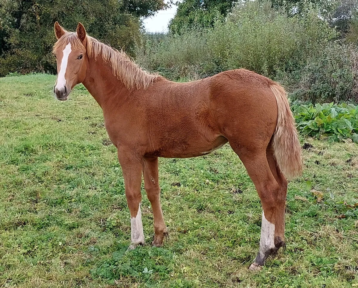 💥Full ID Filly Foal💥 - Image 1