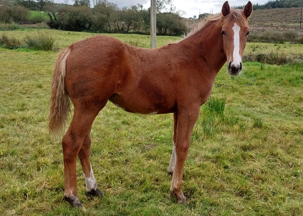 💥Full ID Filly Foal💥 - Image 2