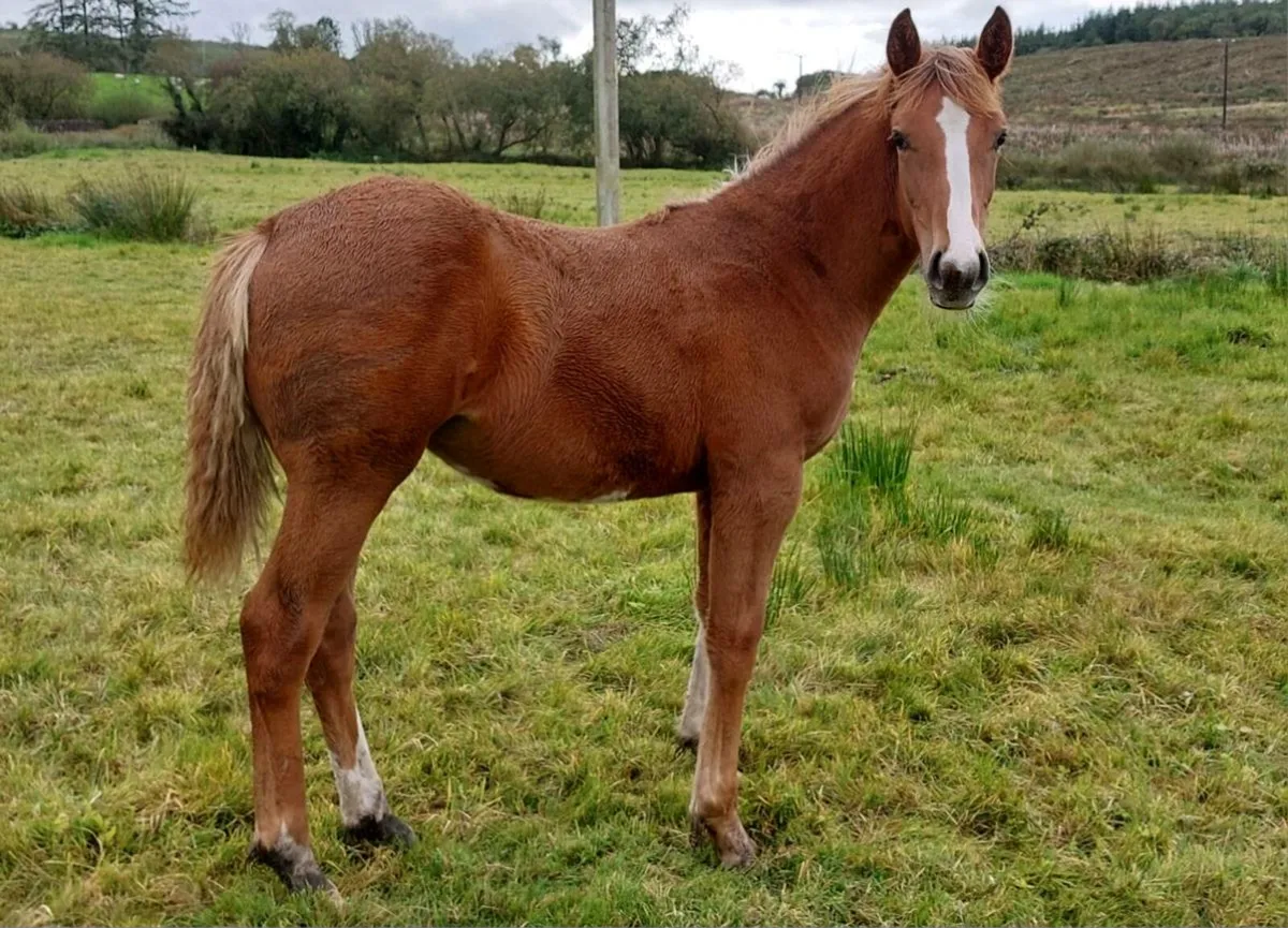 💥Full ID Filly Foal💥 - Image 3