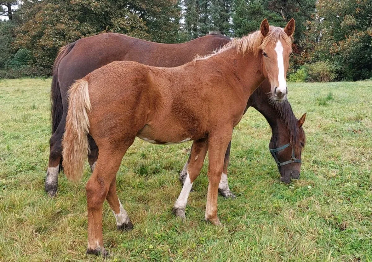 💥Full ID Filly Foal💥 - Image 4