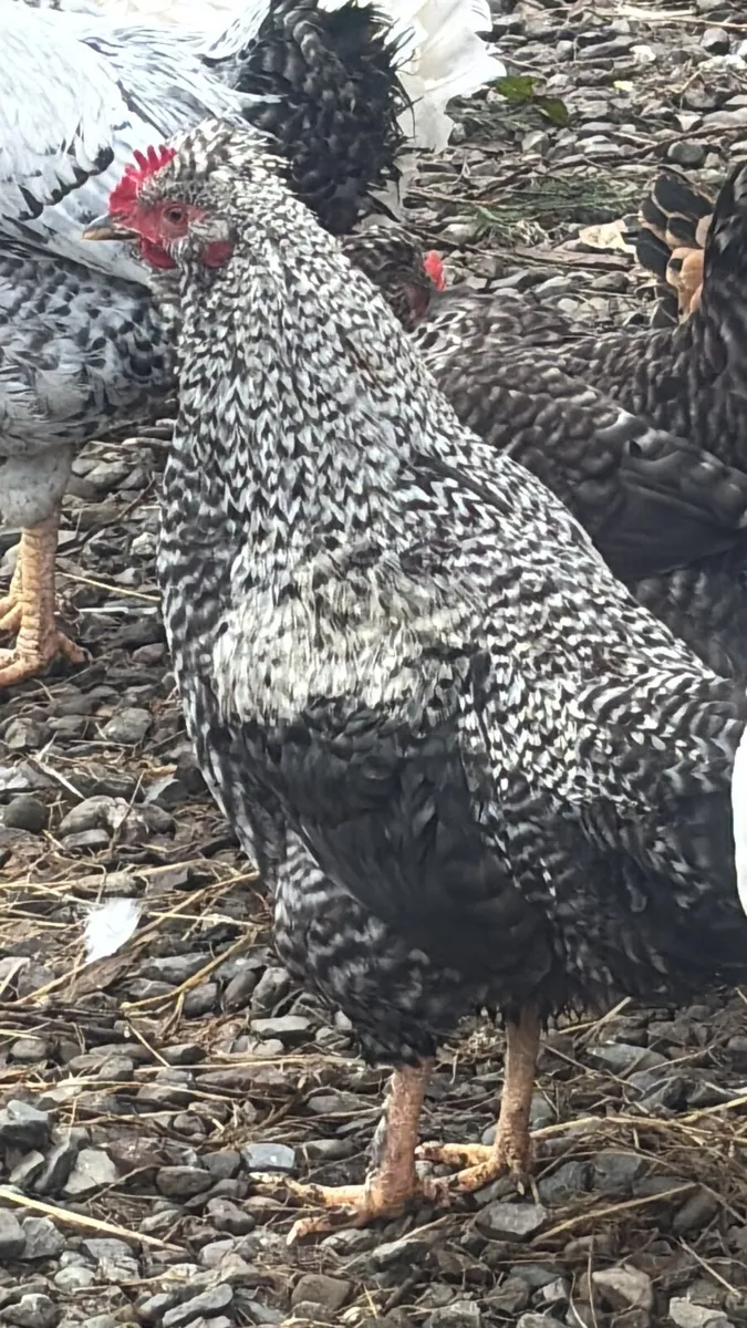 Roosters for sale - Image 3
