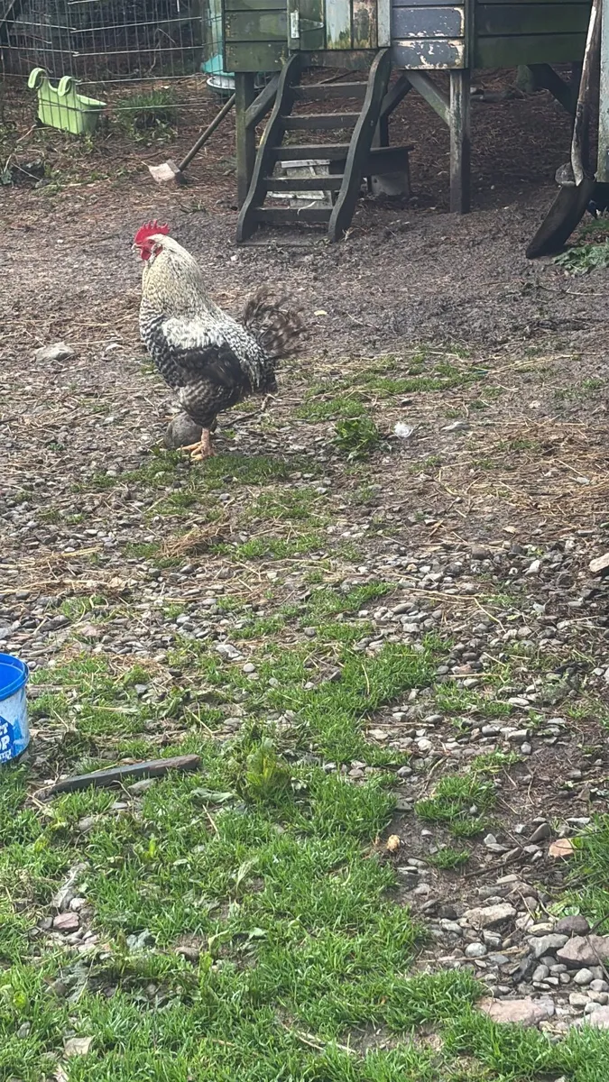 Roosters for sale - Image 4