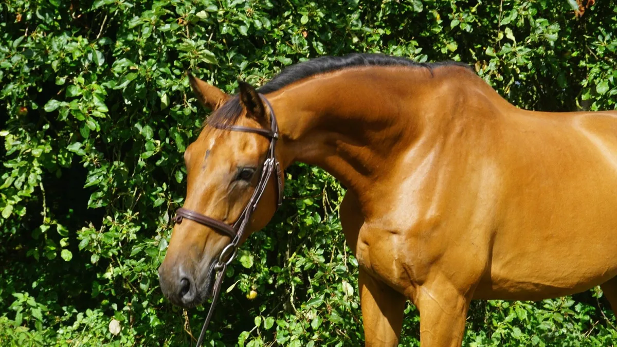 Allrounder gelding record to 130 YR/amateur - Image 2