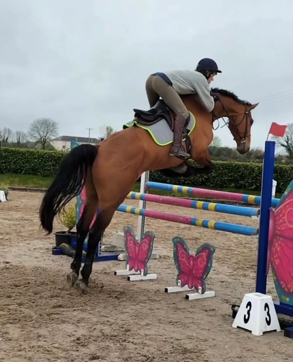 Allrounder gelding record to 130 YR/amateur - Image 3