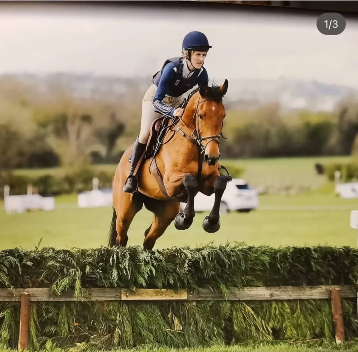 Allrounder gelding record to 130 YR/amateur - Image 4
