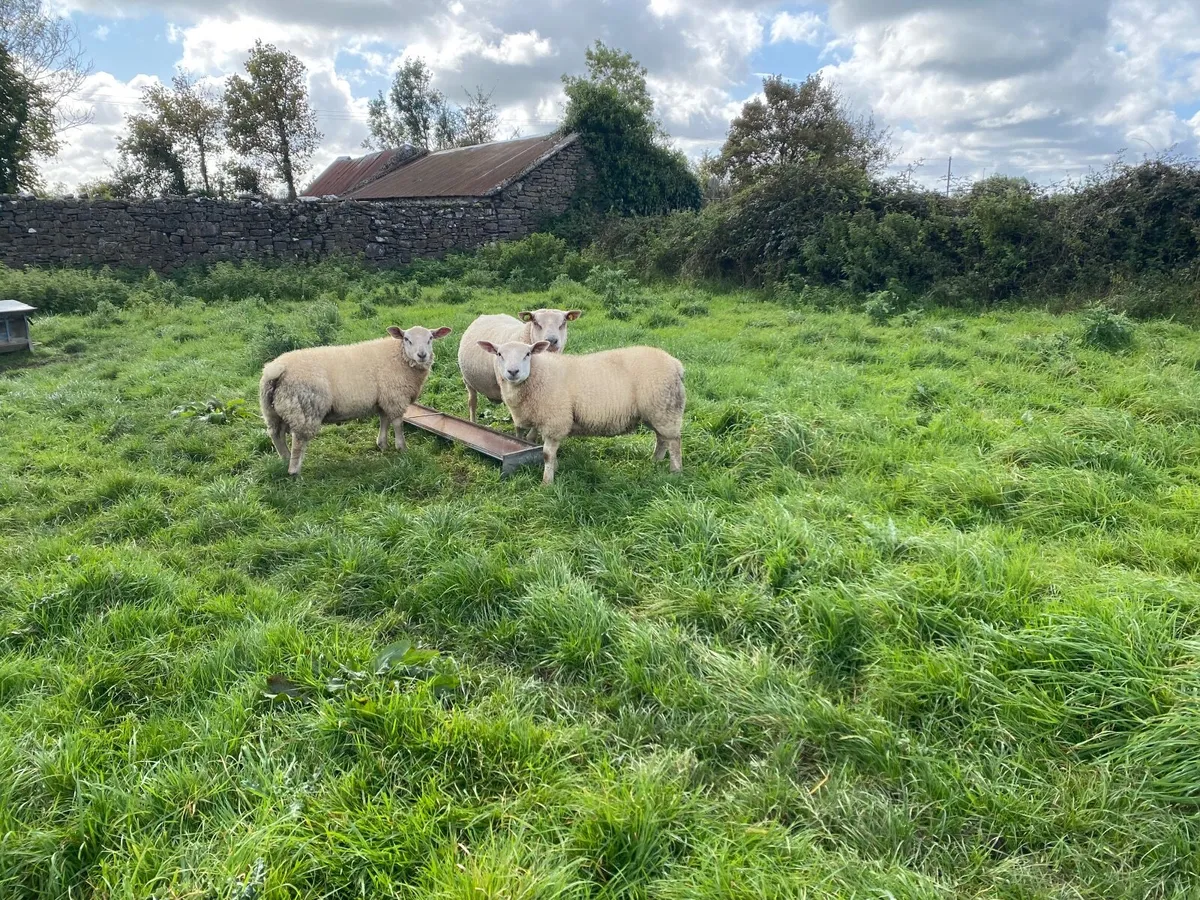Ram lambs