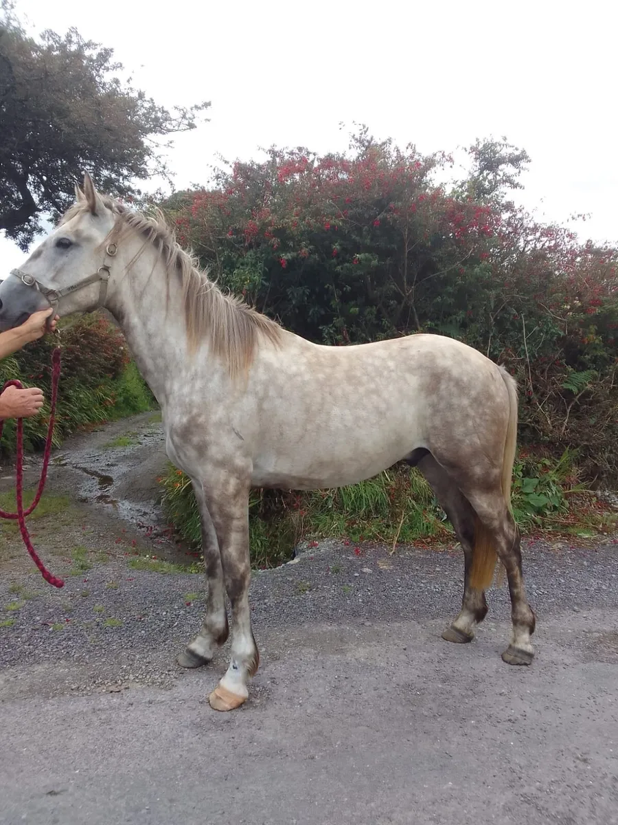 Equine - Image 1