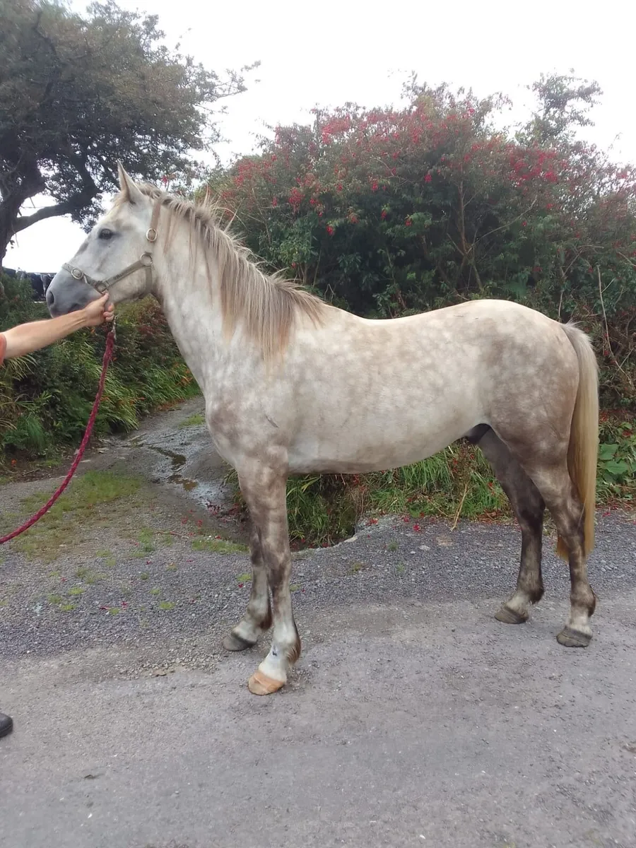 Equine - Image 2