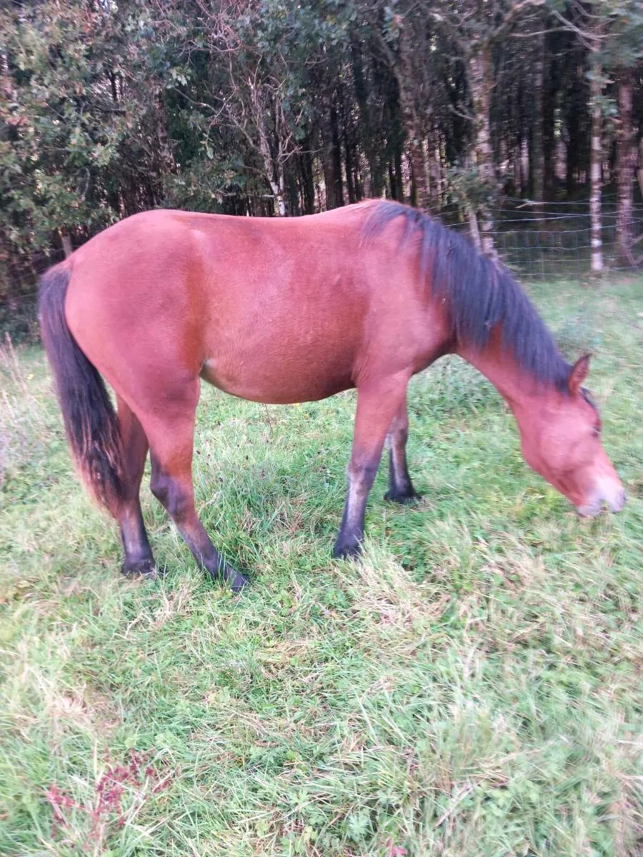 Ponies