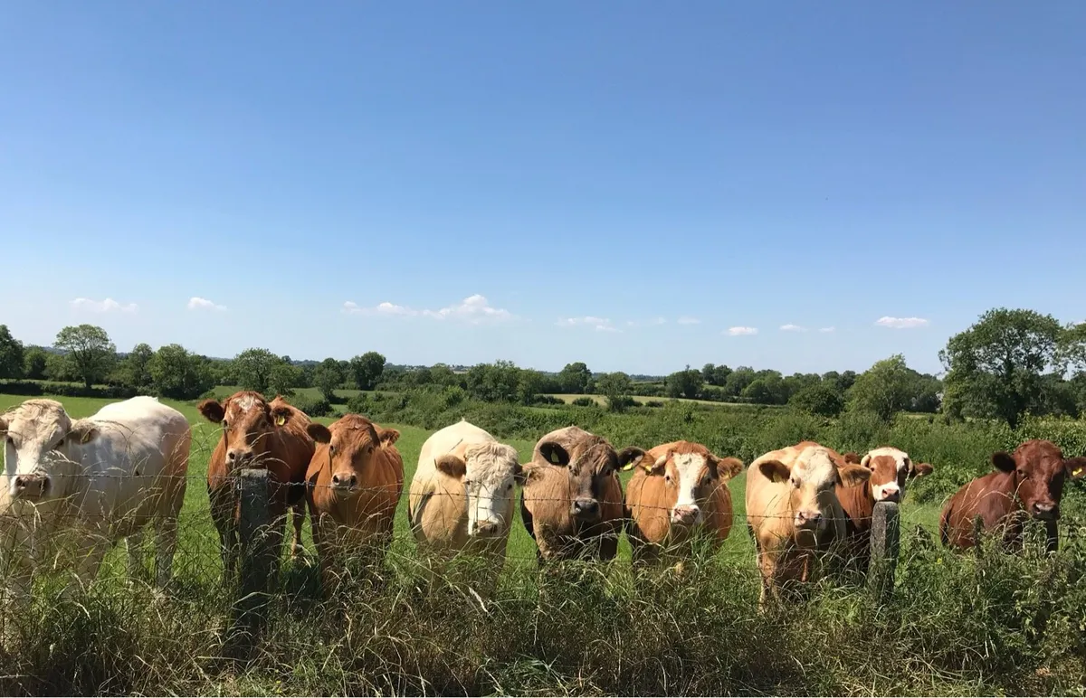 Part time farm work wanted - Image 2
