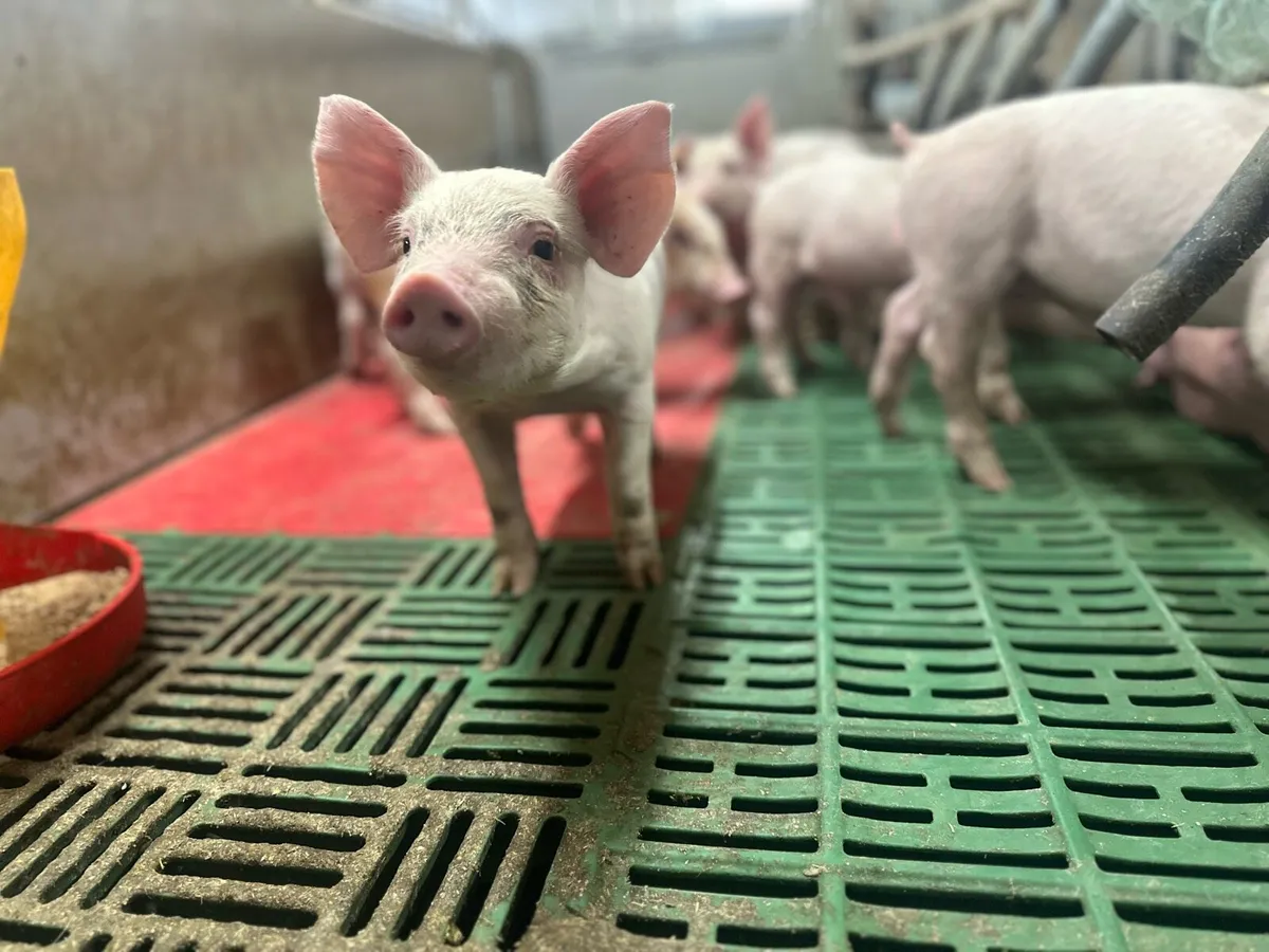 Part time farm work wanted - Image 1