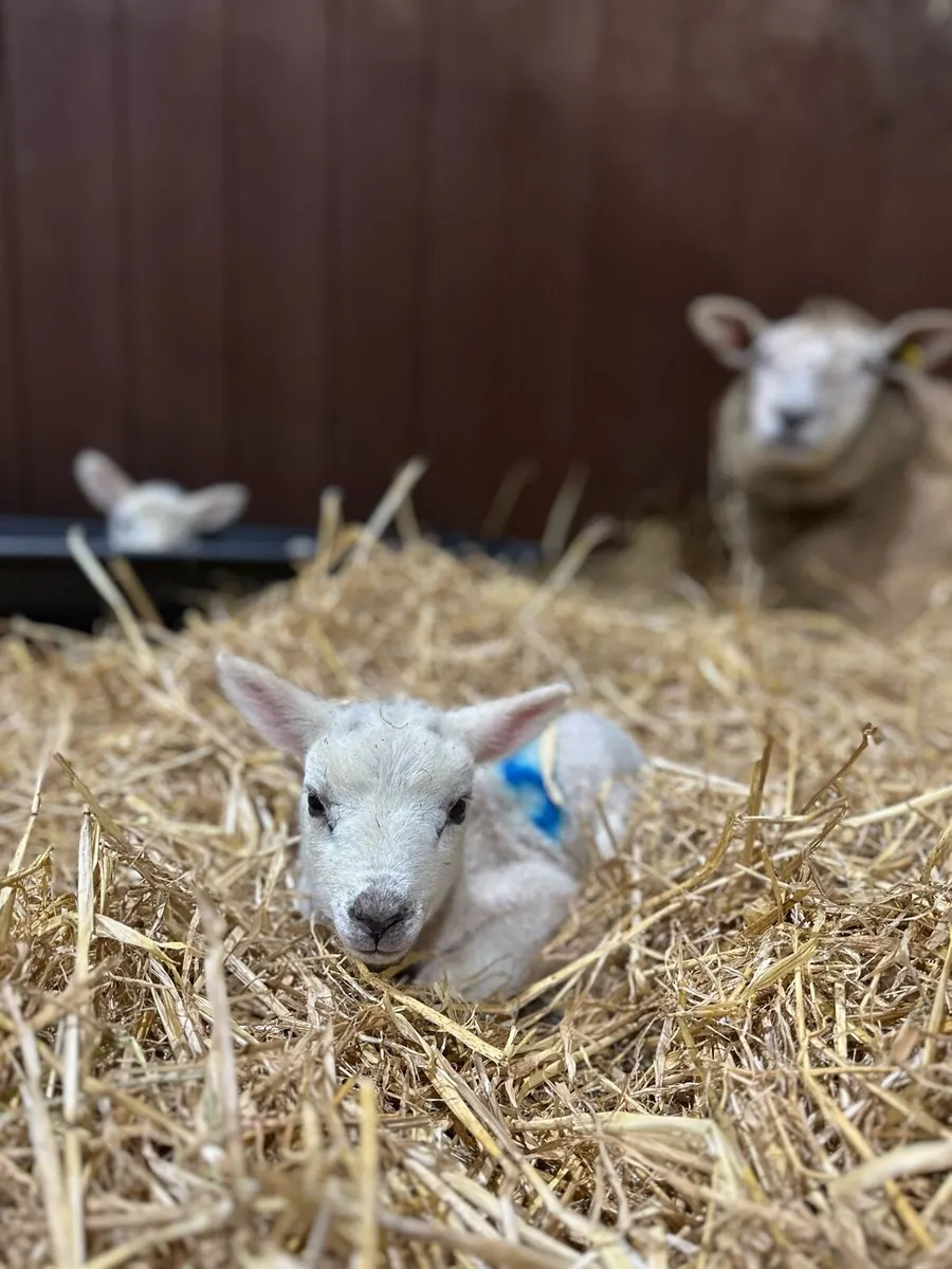 Part time farm work wanted - Image 3