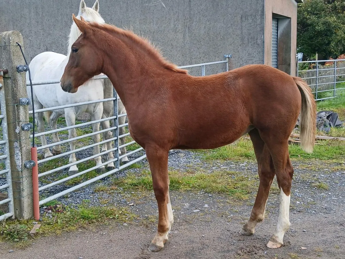 Registered Irish draught filly foal - Image 2