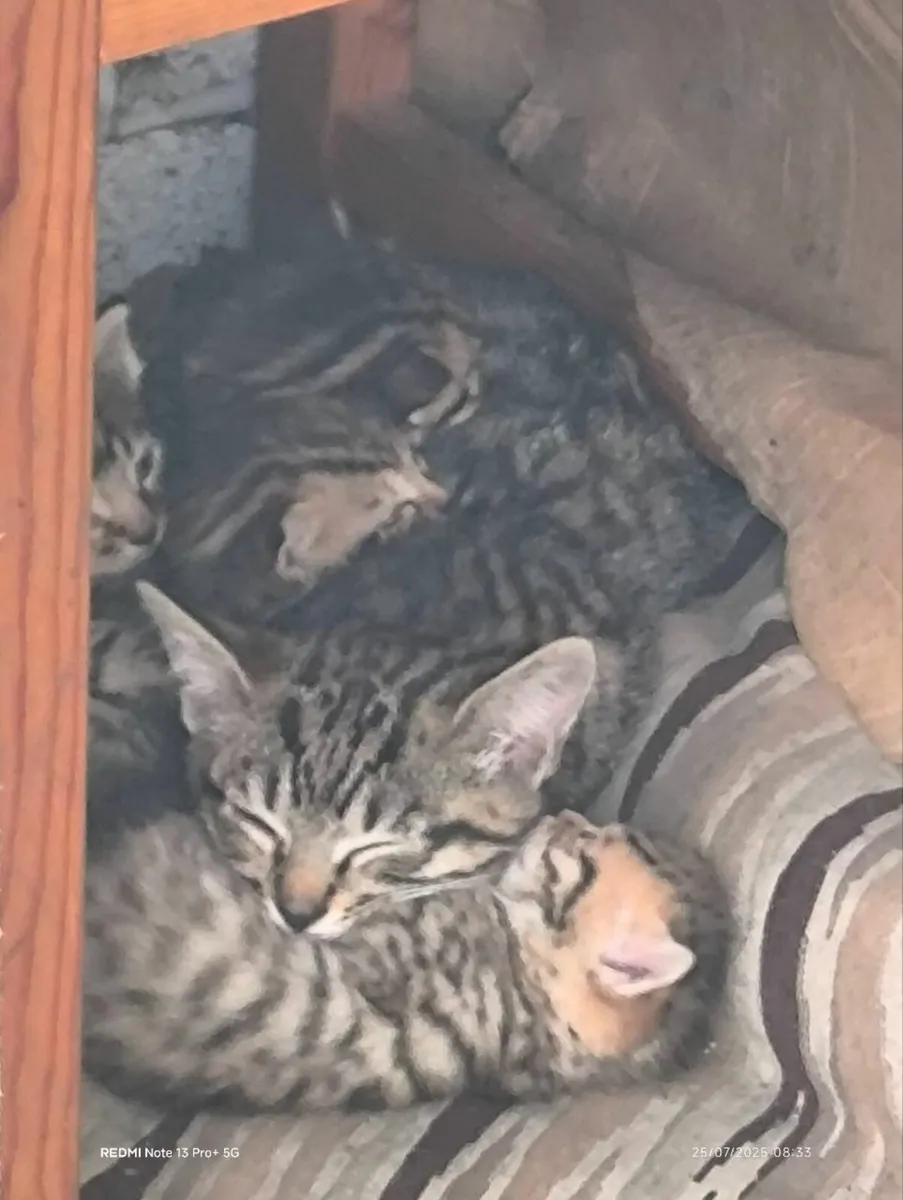 Kitten - Image 1