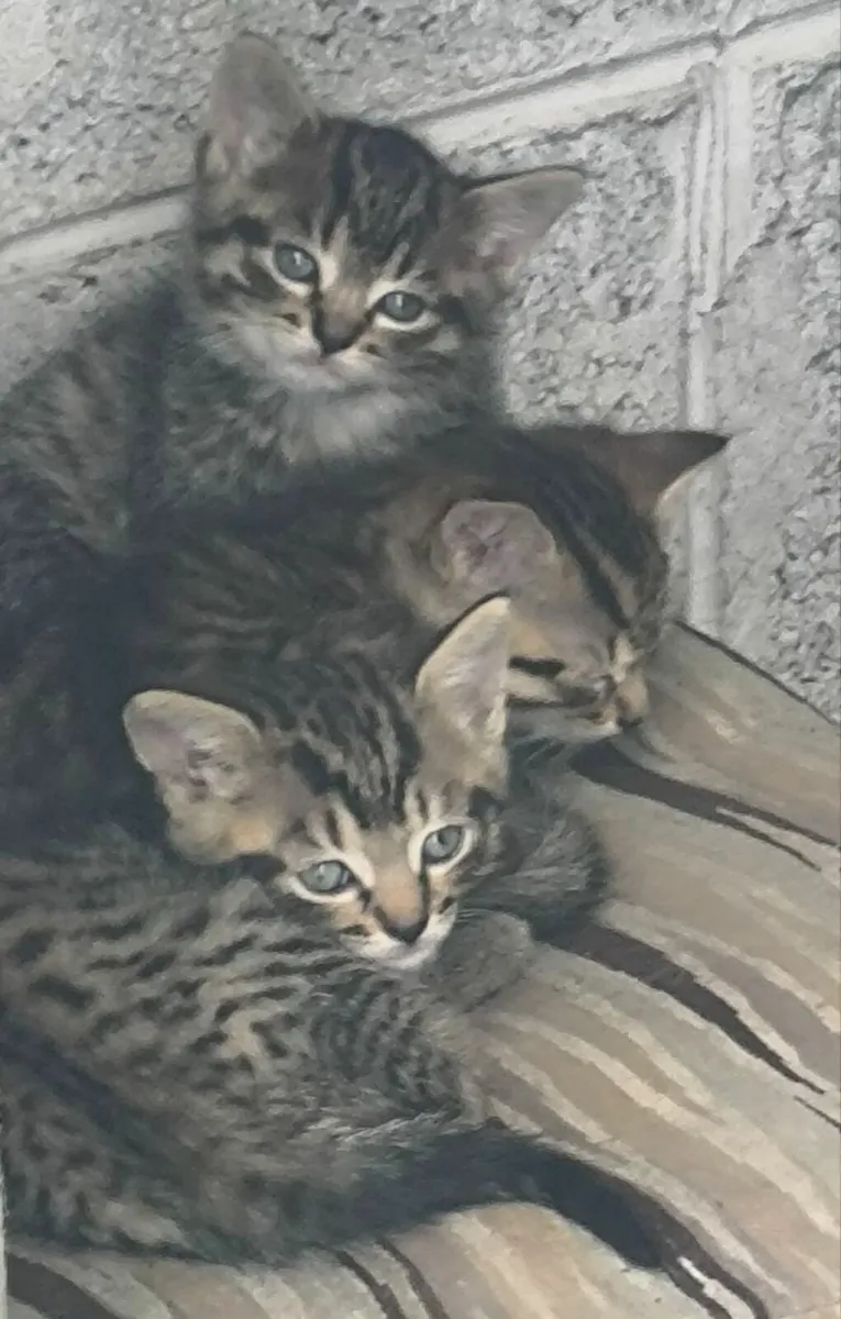 Kitten - Image 2