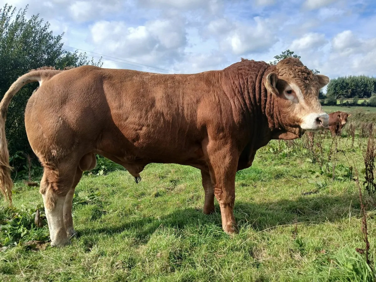 MULLAGHBOY LIMOUSINS. - Image 1