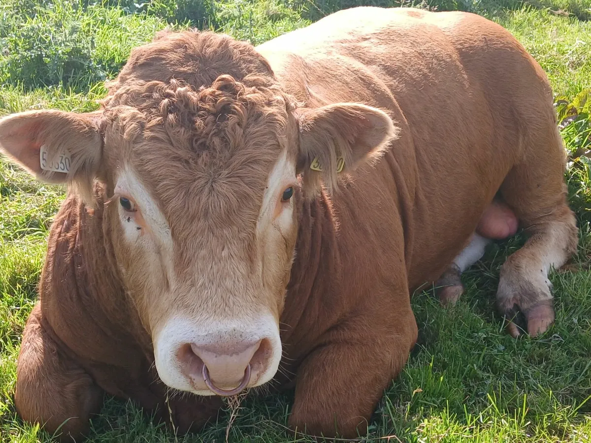 MULLAGHBOY LIMOUSINS. - Image 2