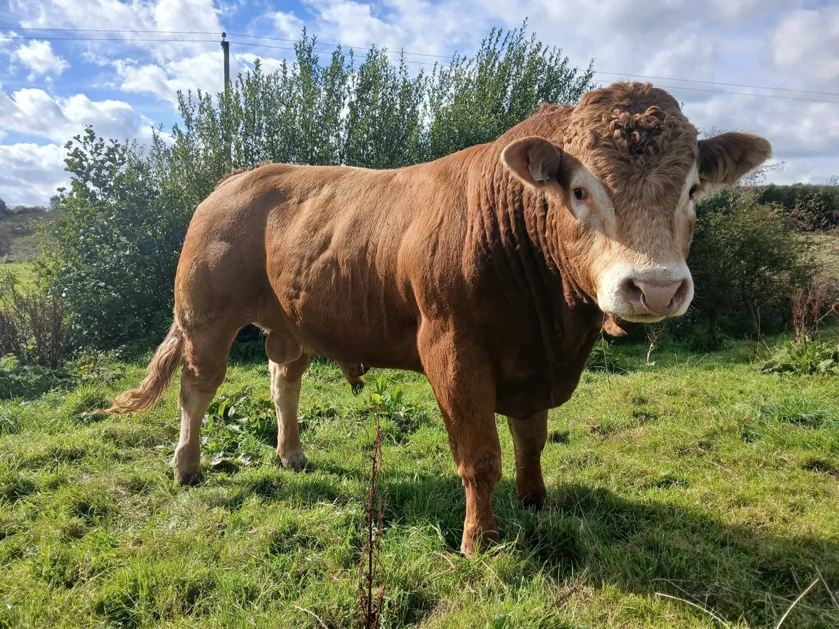 MULLAGHBOY LIMOUSINS. - Image 3