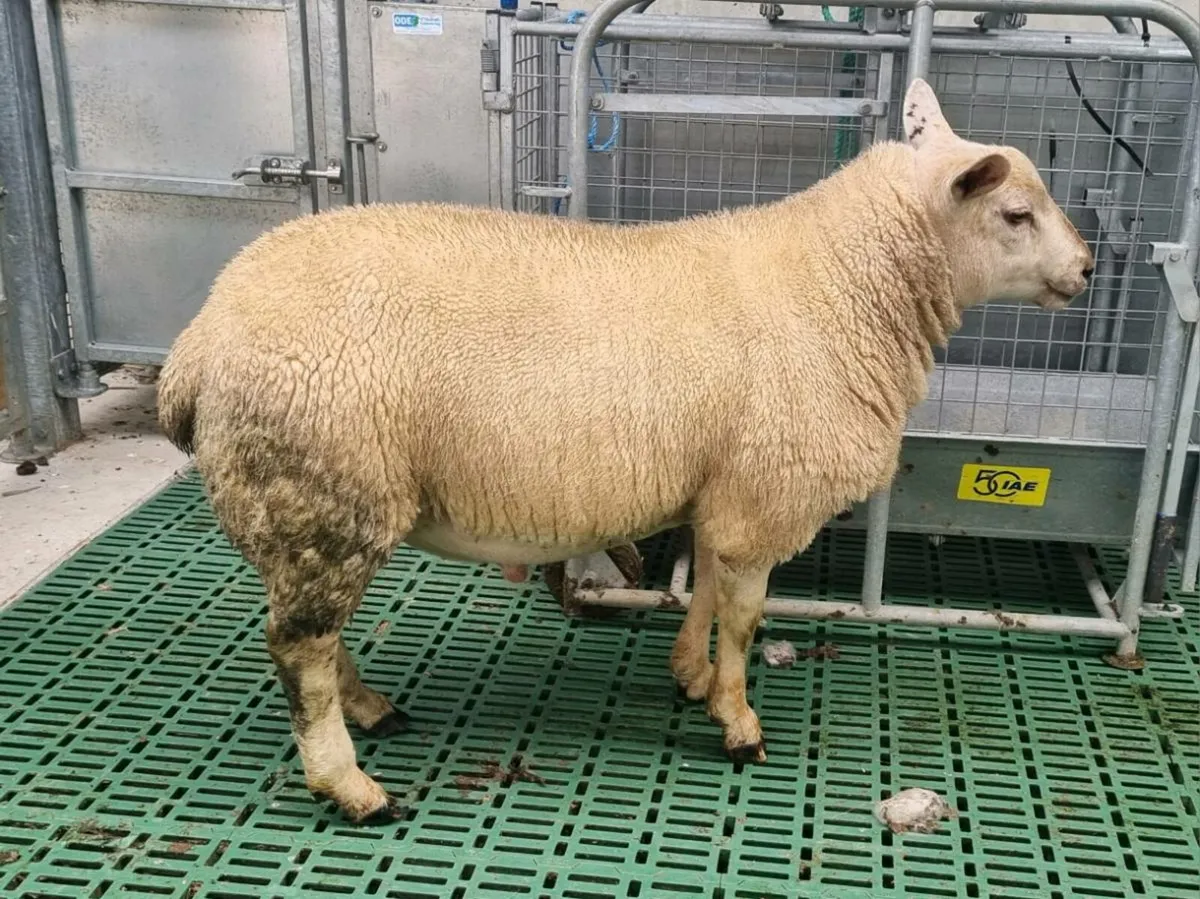 Chartex ram lamb - Image 1