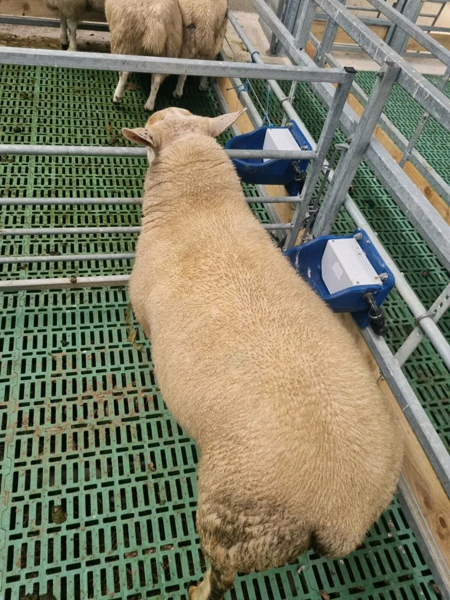 Chartex ram lamb - Image 2