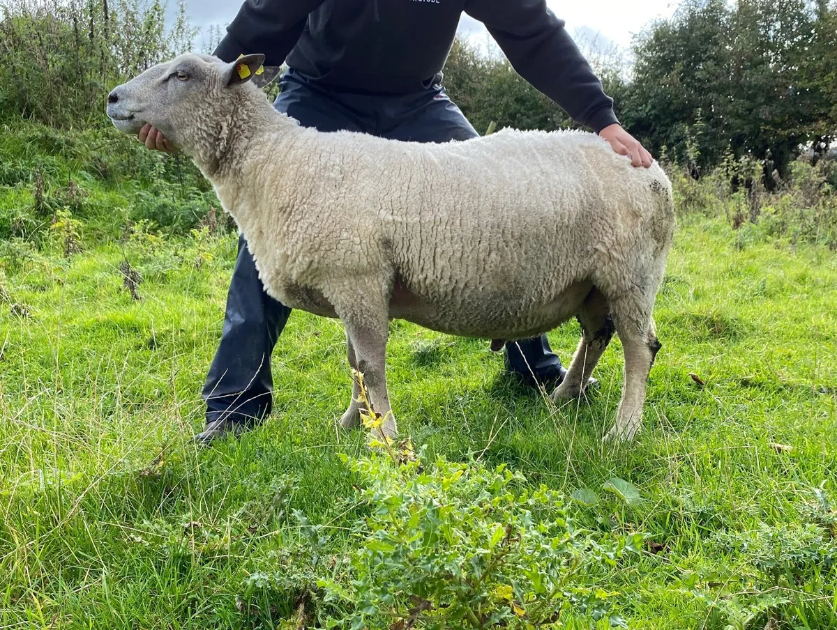 Pedigree Charlollais Ram - Image 2