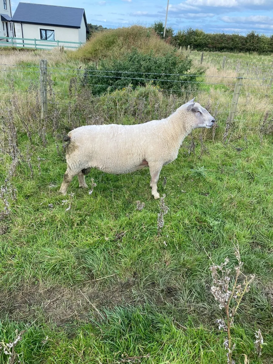 Pedigree Charlollais Ram - Image 4
