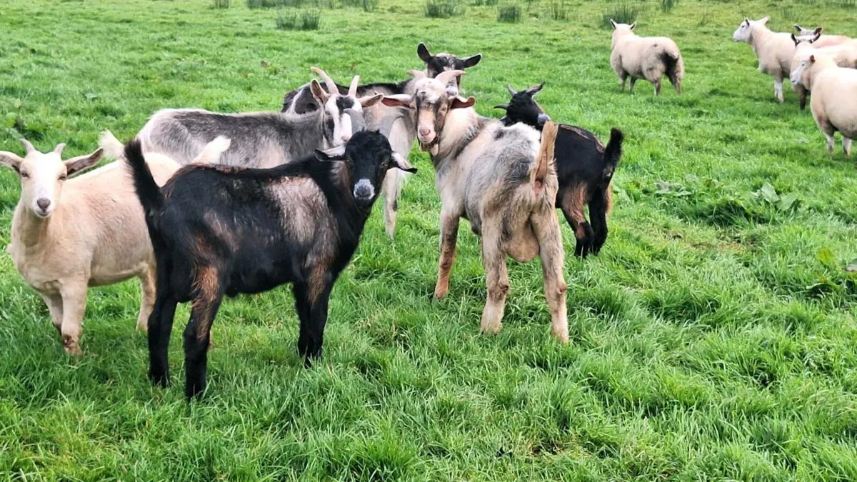 Goats - Image 1