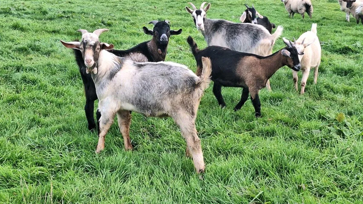 Goats - Image 2