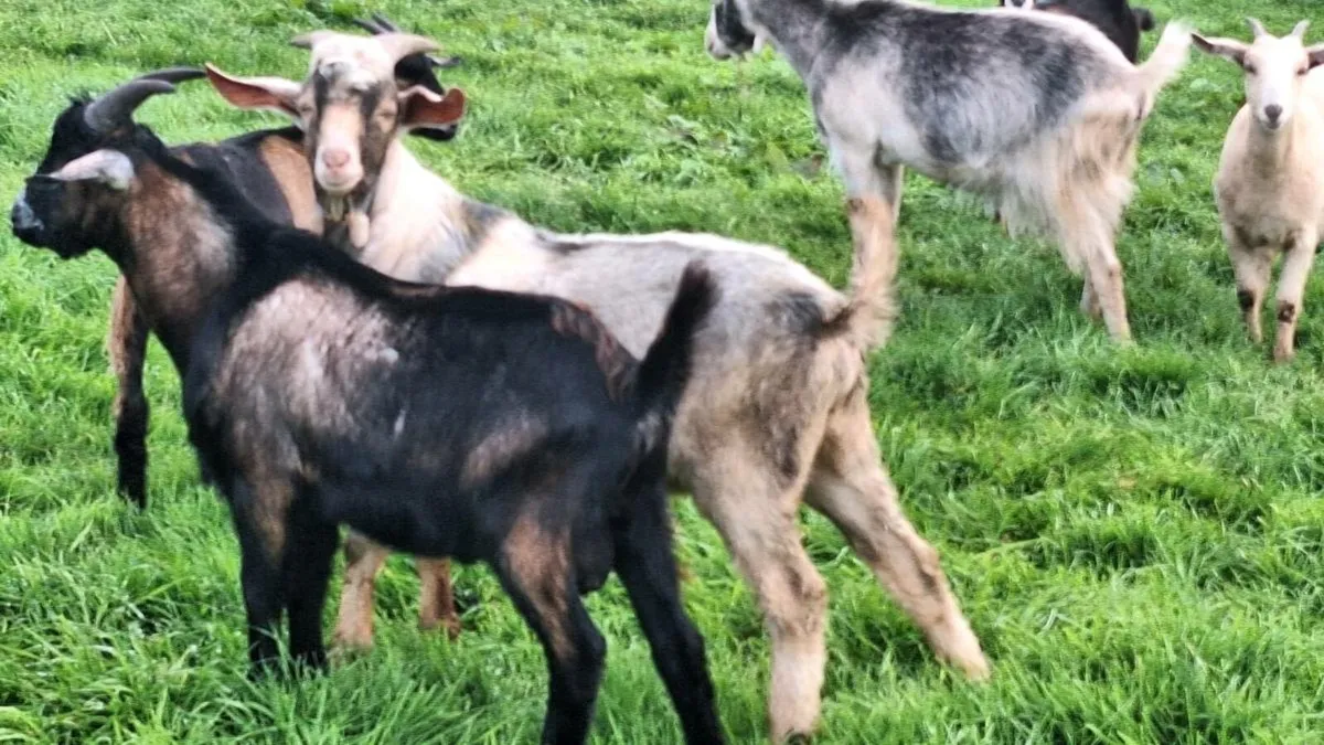 Goats - Image 3