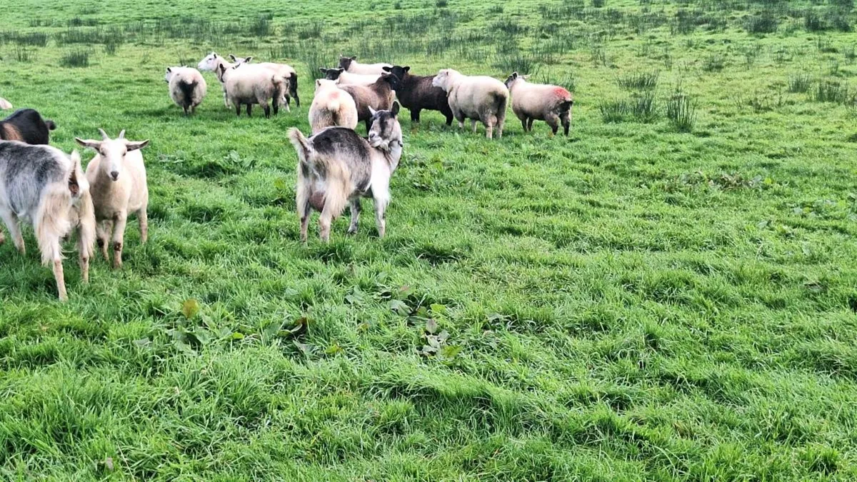 Goats - Image 4