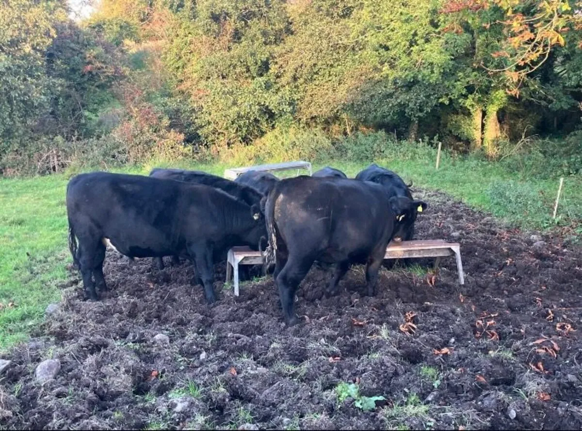 Angus Bullocks - Image 1