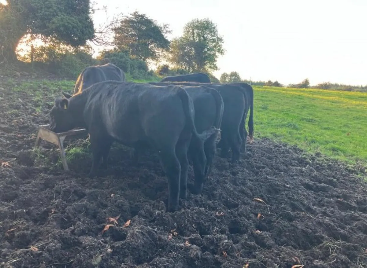 Angus Bullocks - Image 3