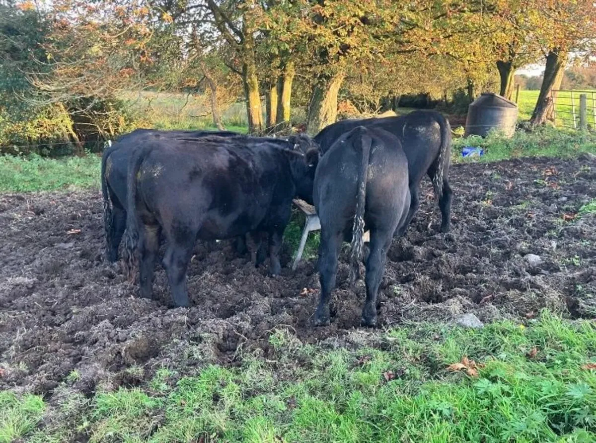 Angus Bullocks - Image 4