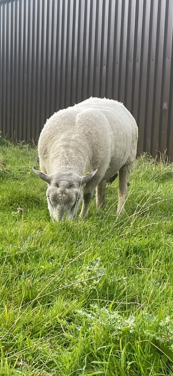 Pedigree Charlollais Ram - Image 1