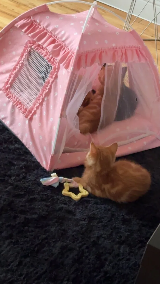Kittens - Image 1