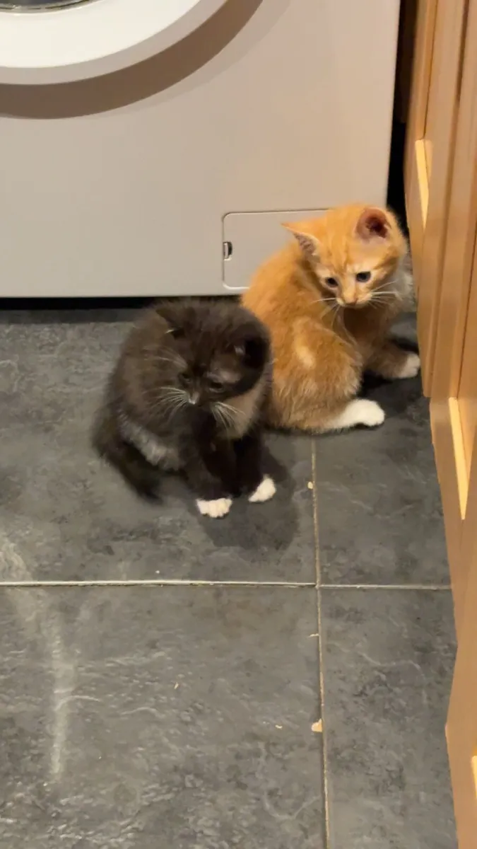 Kittens - Image 2