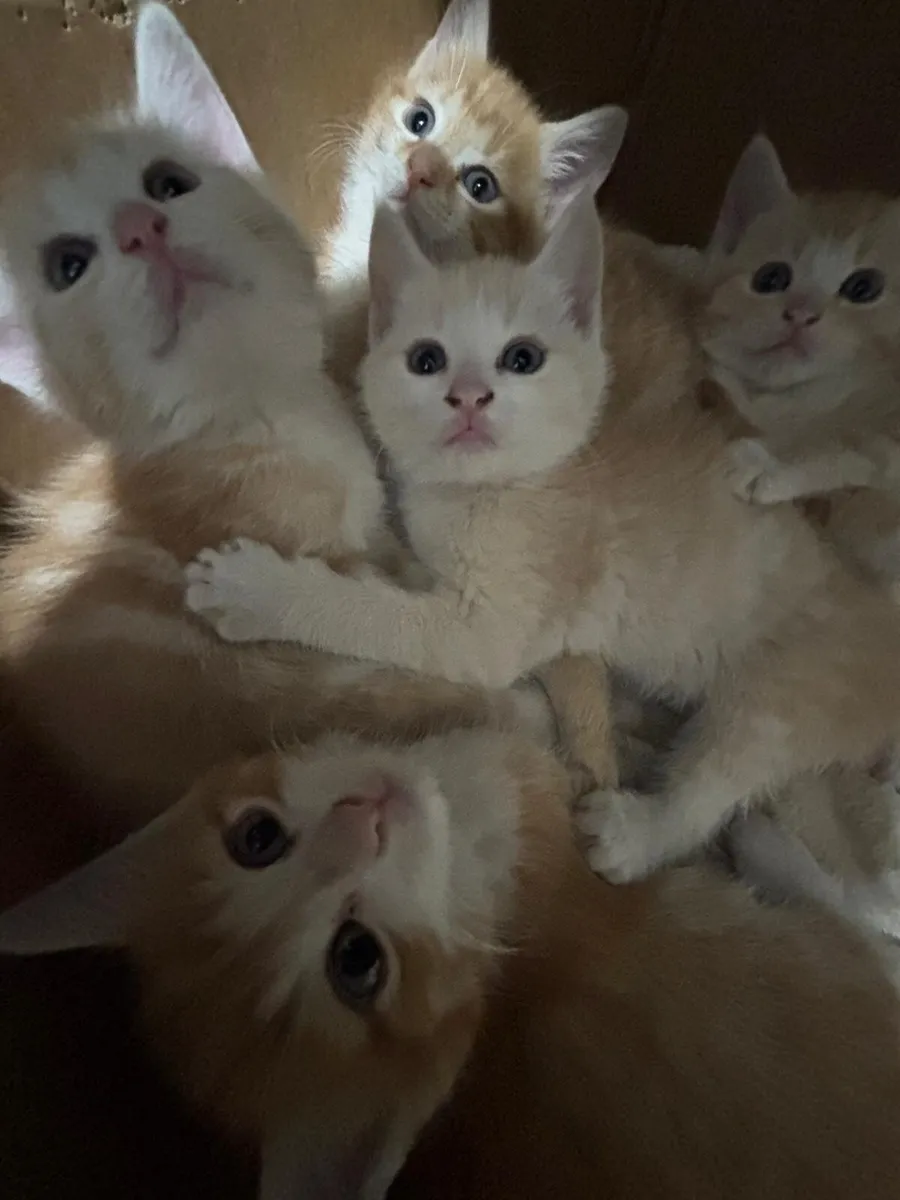Maine Coon kittens looking for homes! - Image 1