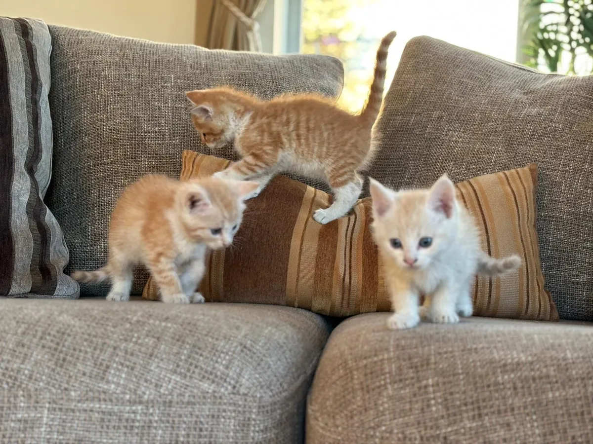 Maine Coon kittens looking for homes! - Image 2