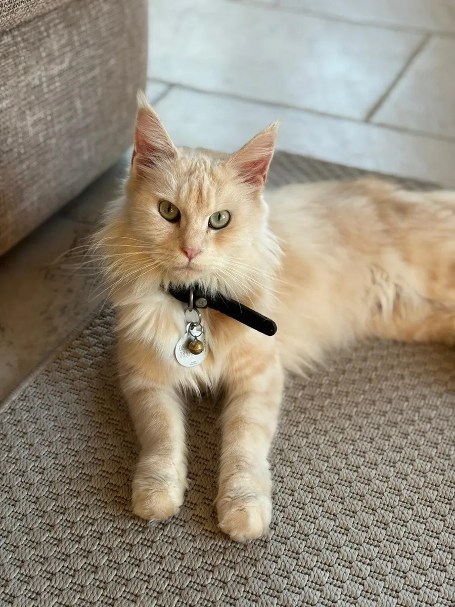 Maine Coon kittens looking for homes! - Image 3