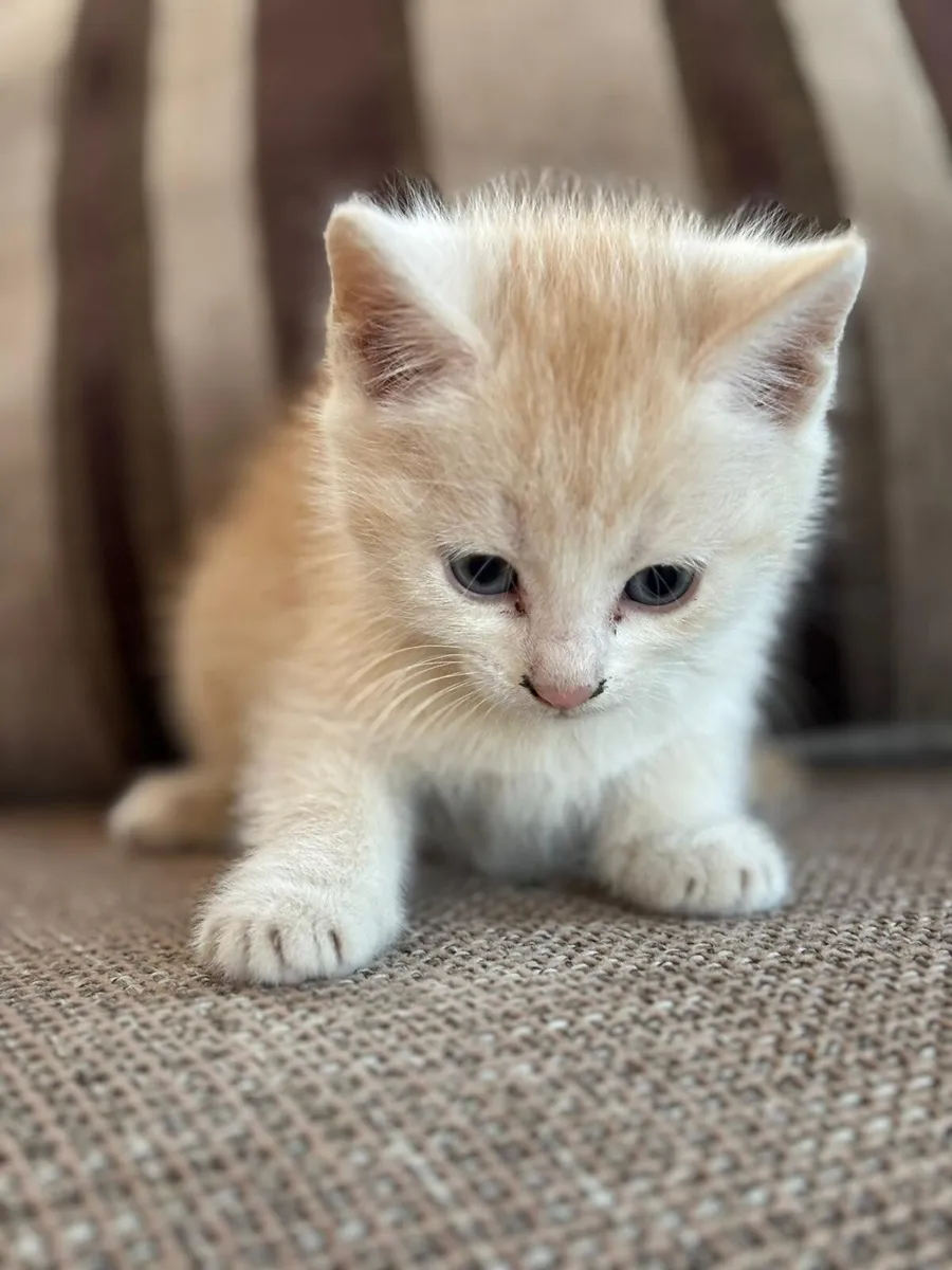 Maine Coon kittens looking for homes! - Image 4