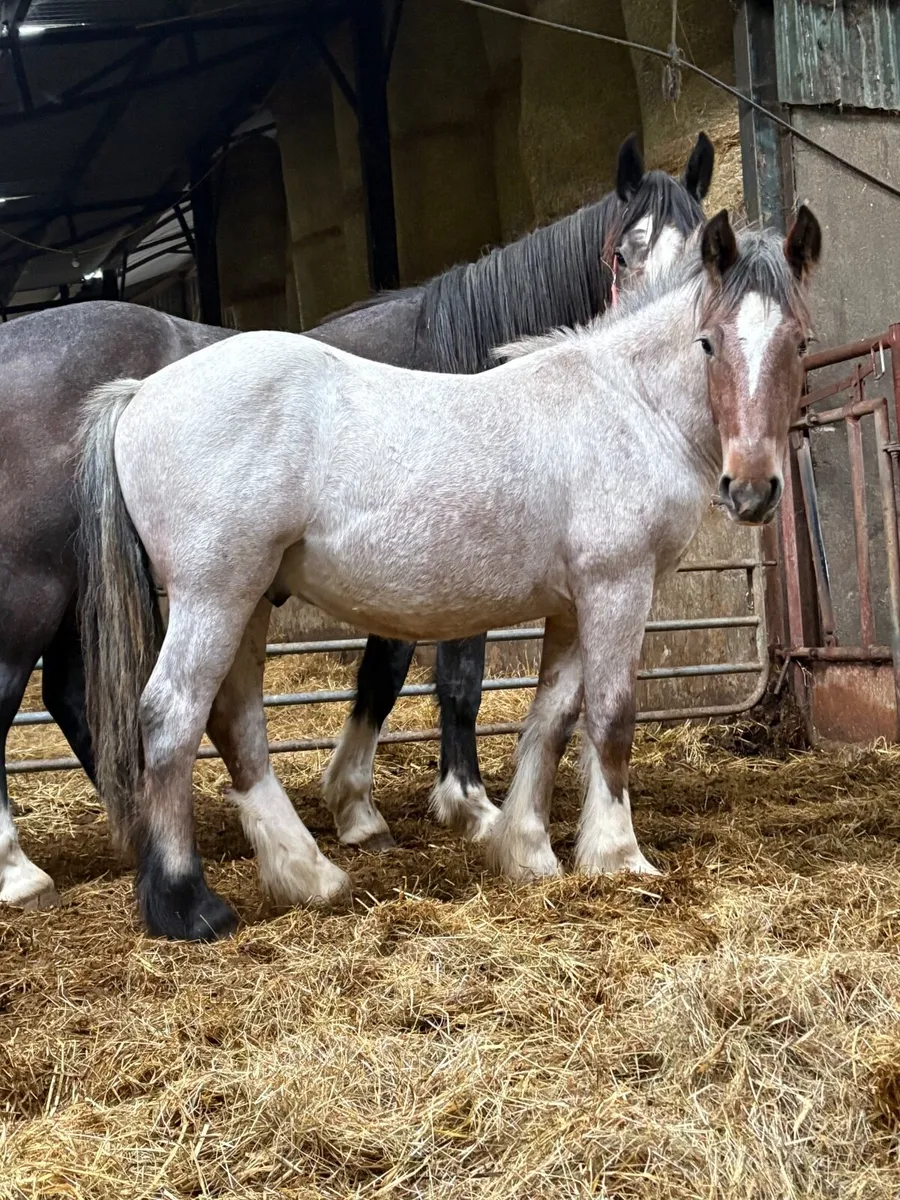 Roan yearling - Image 1