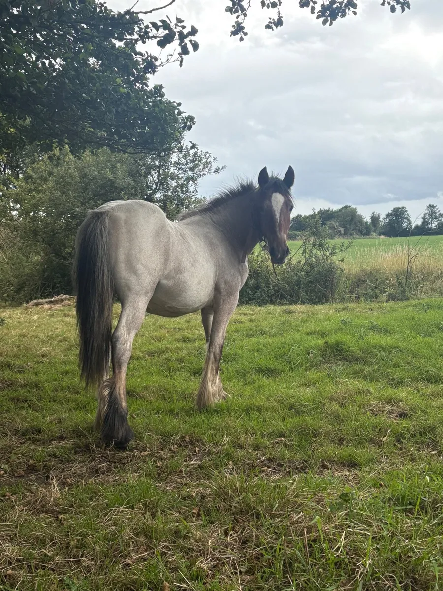 Roan yearling - Image 2