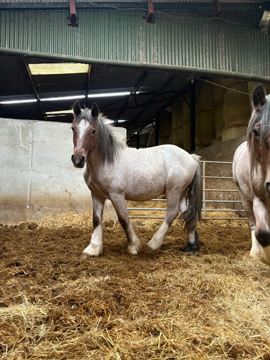 Roan yearling - Image 3