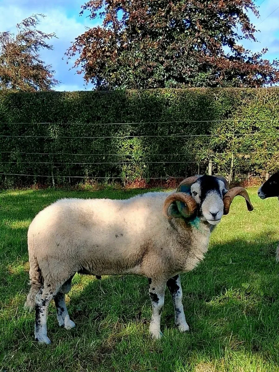 sheep - Image 1