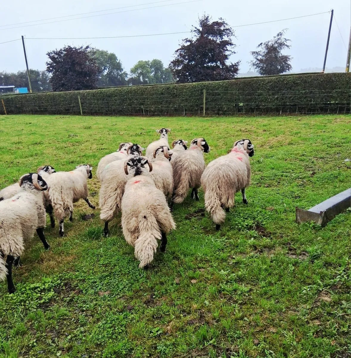 sheep - Image 2