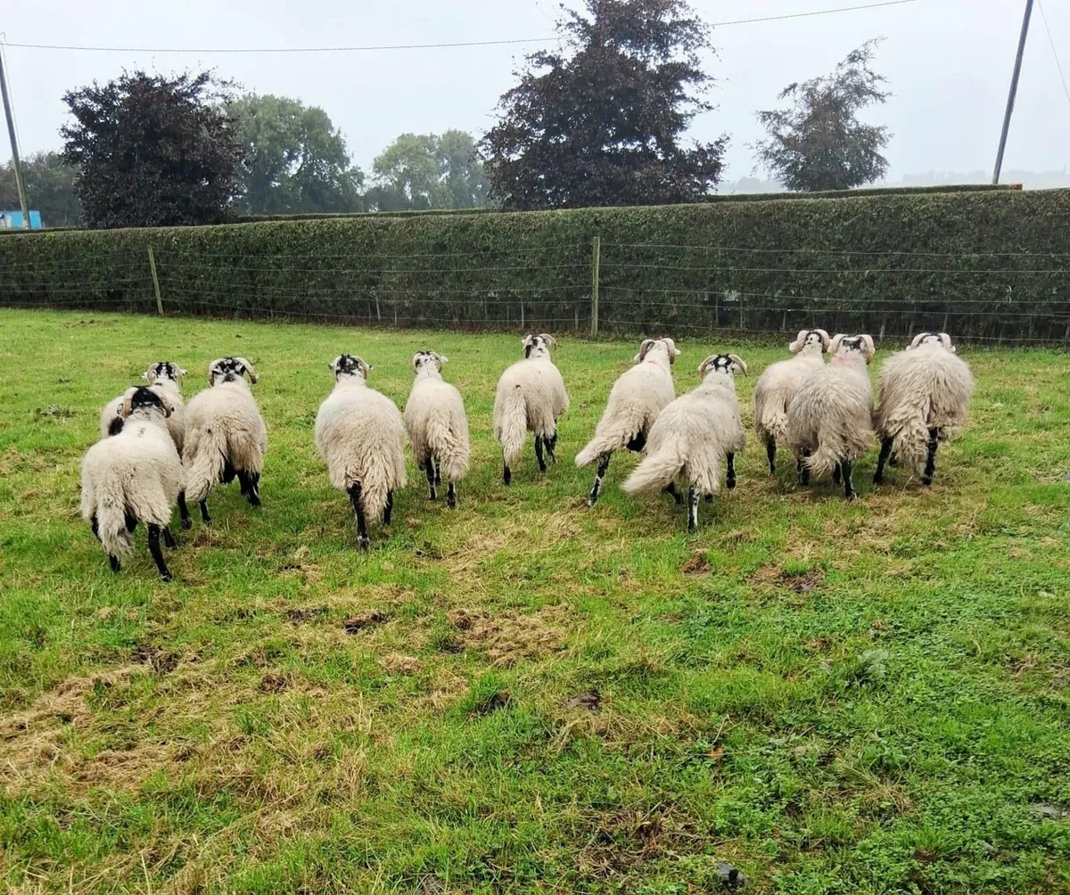 sheep - Image 3