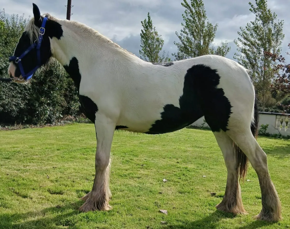 Piebald cob yearling filly - Image 2